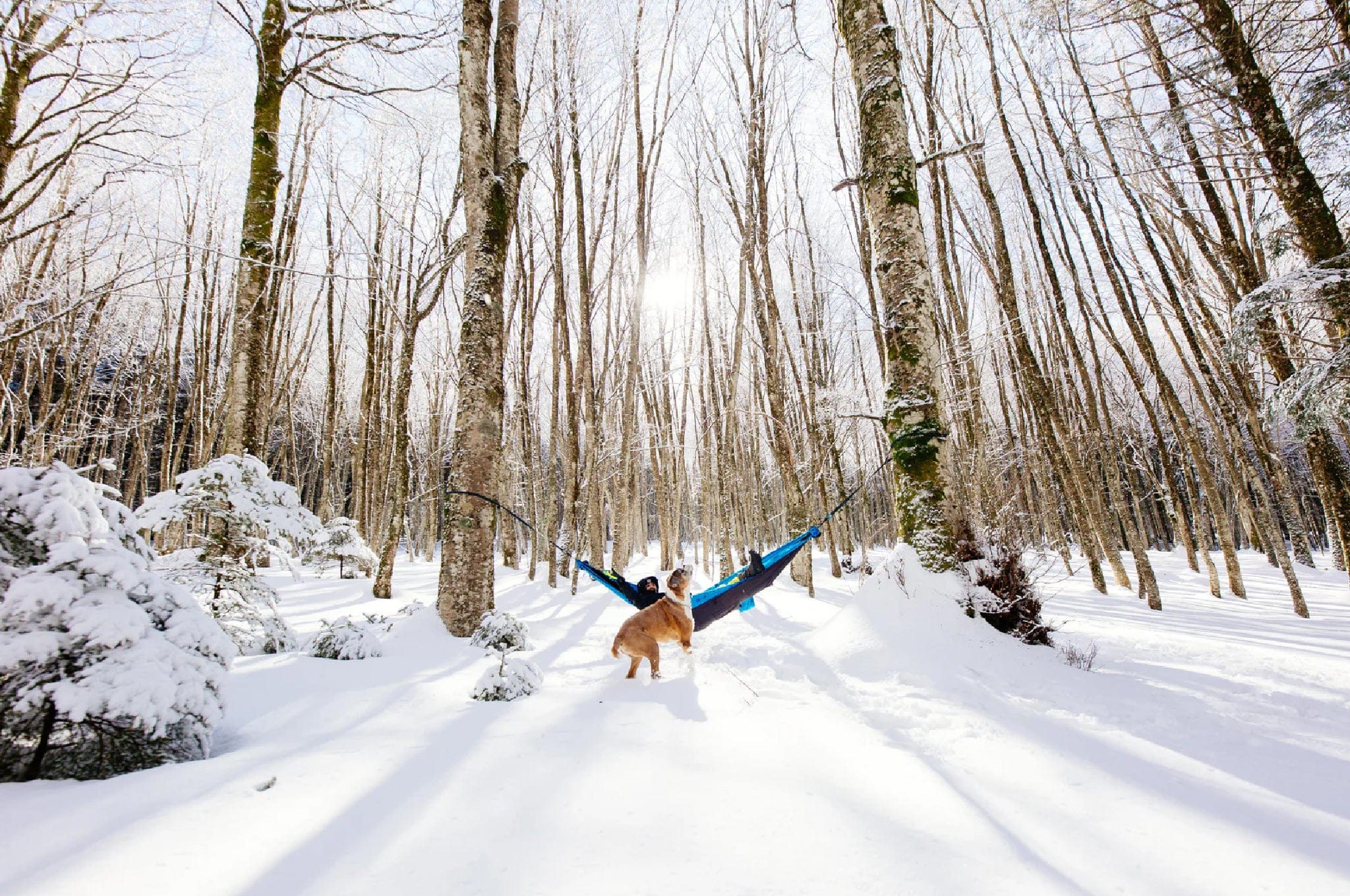 KOALA | 1 PERSON HAMMOCK